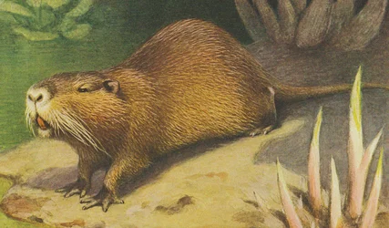 Coypu c.1900